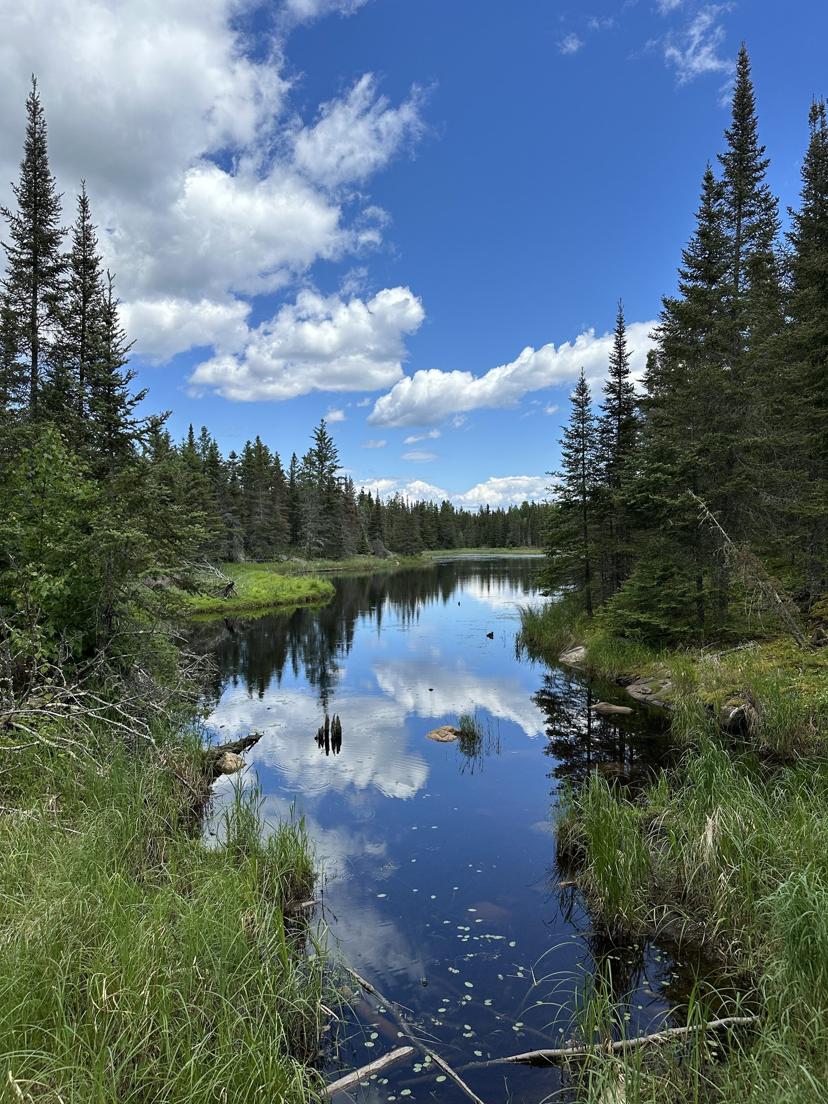 A still lake mirroring the pines in Voyageurs